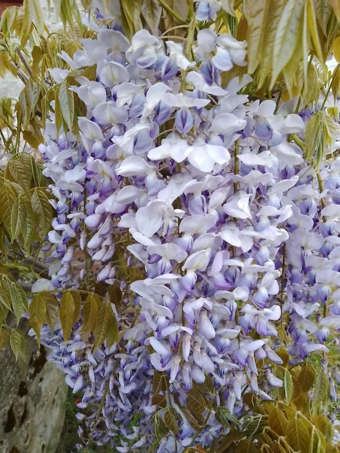 Appartamento Magnolia Cortona 0*,
