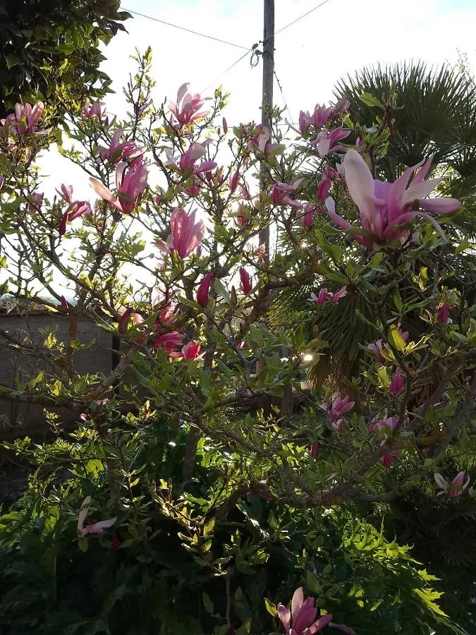 Appartamento Magnolia Cortona