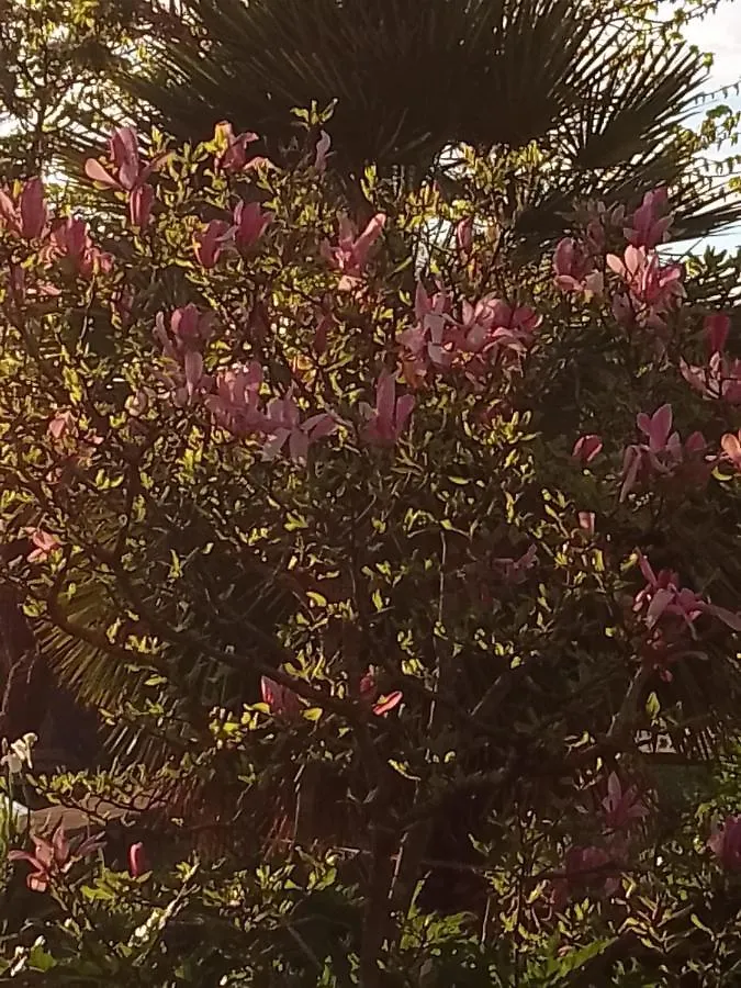 Appartamento Magnolia Cortona Italia