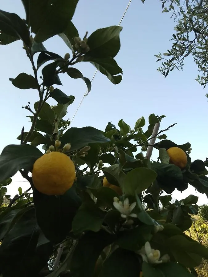Appartamento Magnolia Cortona